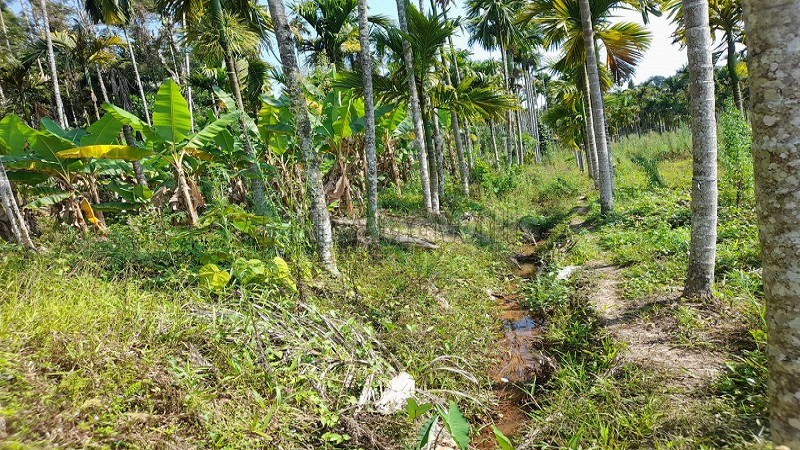 ₹50 Lac&nbsp;|&nbsp;2 acres agriculture land for sale  in sulthan bathery wayanad