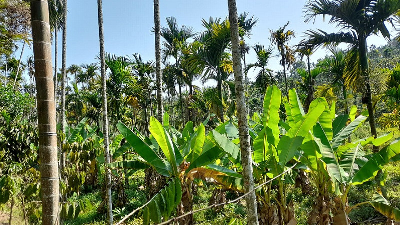 ₹50 Lac&nbsp;|&nbsp;2 acres agriculture land for sale  in sulthan bathery wayanad