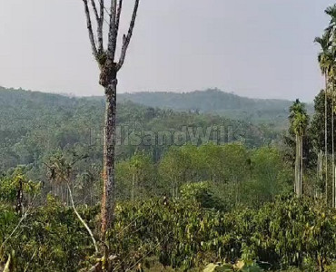 1 acres  scenic hill top land with coffee plantation for sale  in kenichira wayanad
