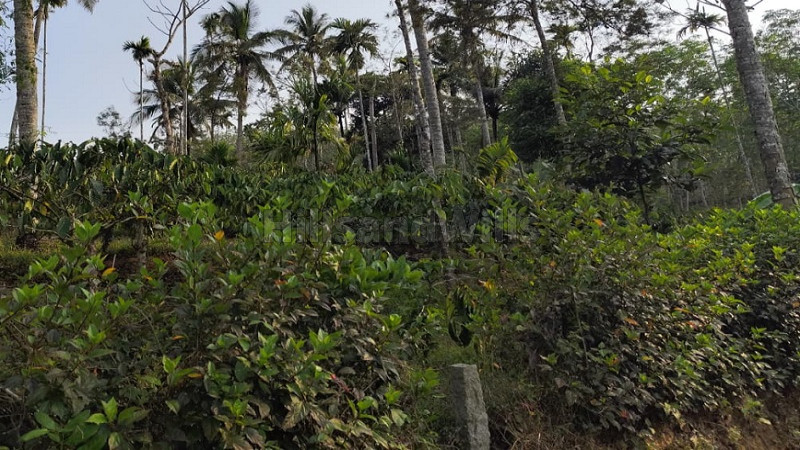 ₹35 Lac | 1 acres scenic hill top land with coffee plantation for sale in kenichira wayanad