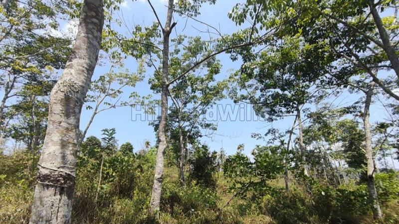 ₹35 Lac | 1 acres scenic hill top land with coffee plantation for sale in kenichira wayanad
