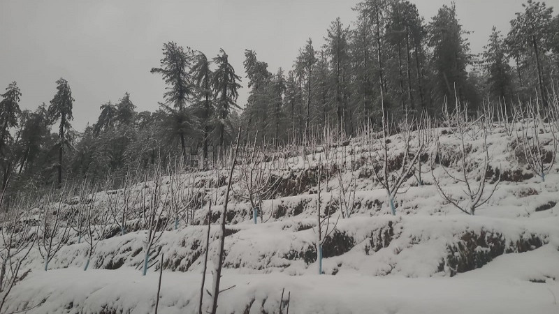 ₹1 Cr&nbsp;|&nbsp;5 bigha  apple orchard with farm house for sale  in mandi himachal pradesh