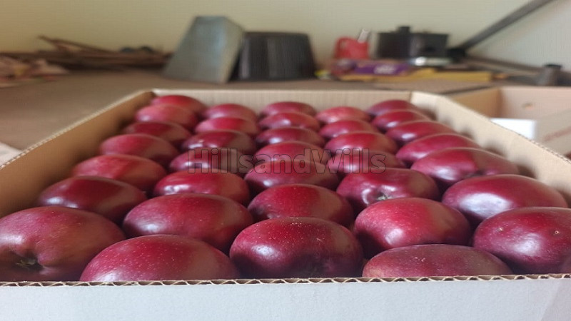 ₹1 Cr&nbsp;|&nbsp;5 bigha  apple orchard with farm house for sale  in mandi himachal pradesh