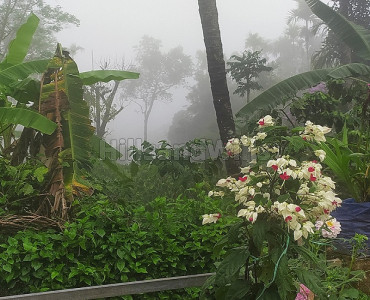 3 acres agriculture land for sale  in ambalavayal wayanad