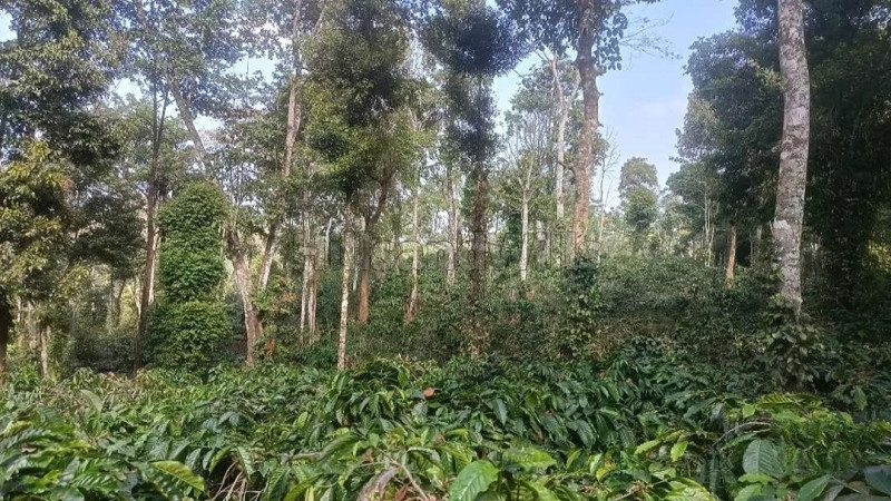 ₹1.40 Cr&nbsp;|&nbsp;4 acres coffee estate for sale  in madikeri coorg