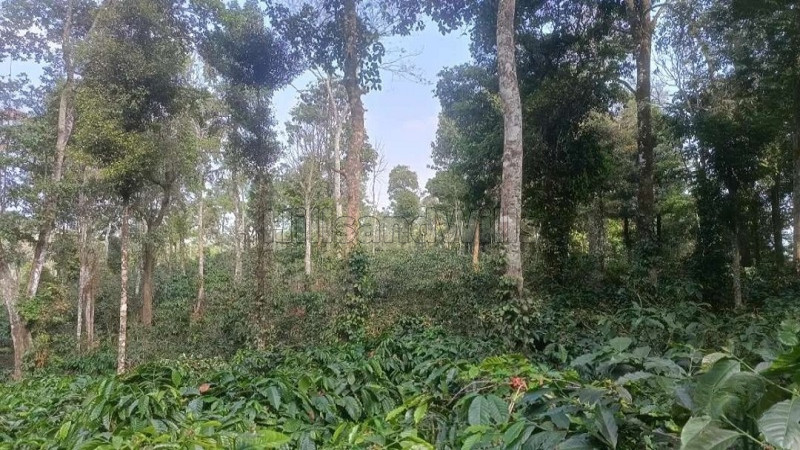 ₹1.40 Cr&nbsp;|&nbsp;4 acres coffee estate for sale  in madikeri coorg