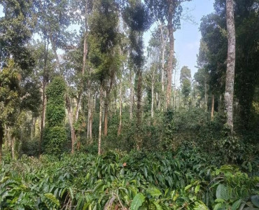 4 acres coffee estate for sale  in madikeri coorg