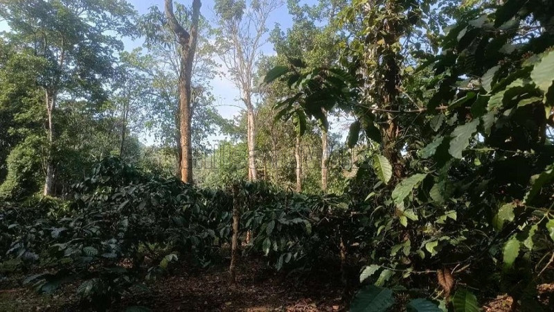 ₹1.40 Cr&nbsp;|&nbsp;4 acres coffee estate for sale  in madikeri coorg