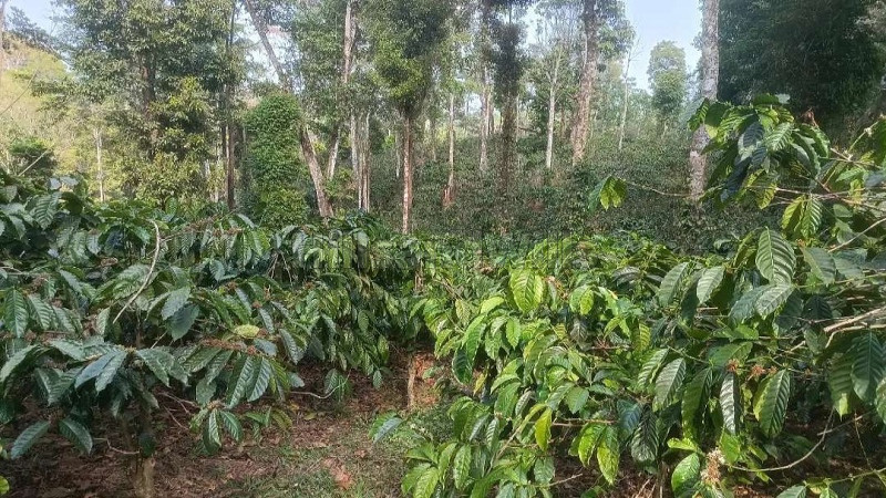 ₹1.40 Cr&nbsp;|&nbsp;4 acres coffee estate for sale  in madikeri coorg