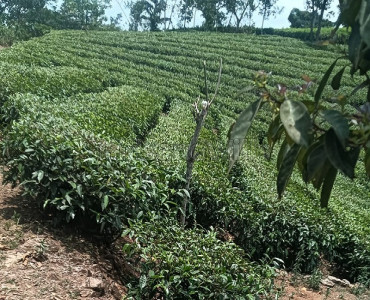 10 cents residential plot for sale  in vagamon idukki