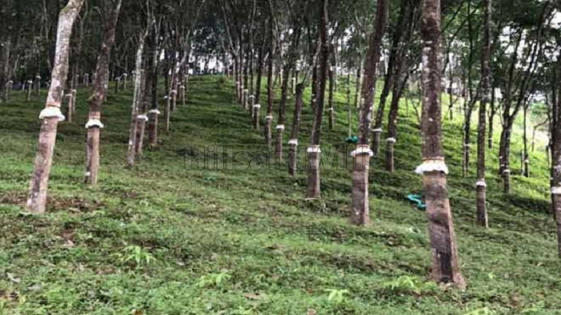 ₹8.50 Cr | 21.5 acres rubber estate with bungalow for sale in sampaje, coorg