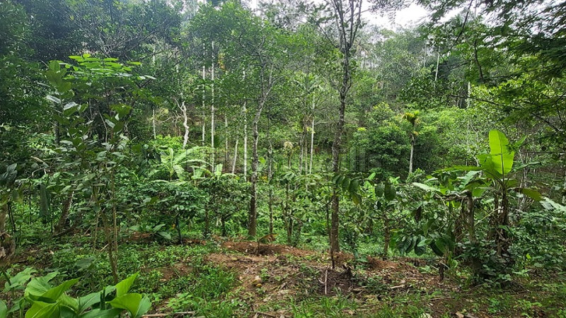 ₹2.50 Cr&nbsp;|&nbsp;4 acres agriculture land for sale  in ambalavayal wayanad