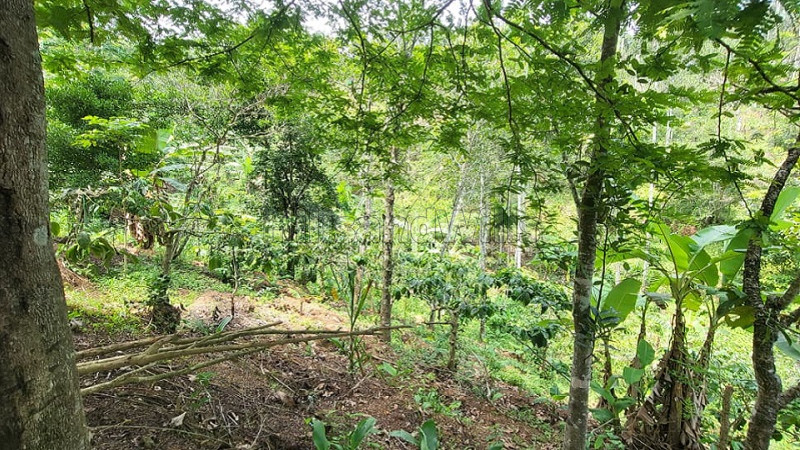 ₹2.50 Cr&nbsp;|&nbsp;4 acres agriculture land for sale  in ambalavayal wayanad