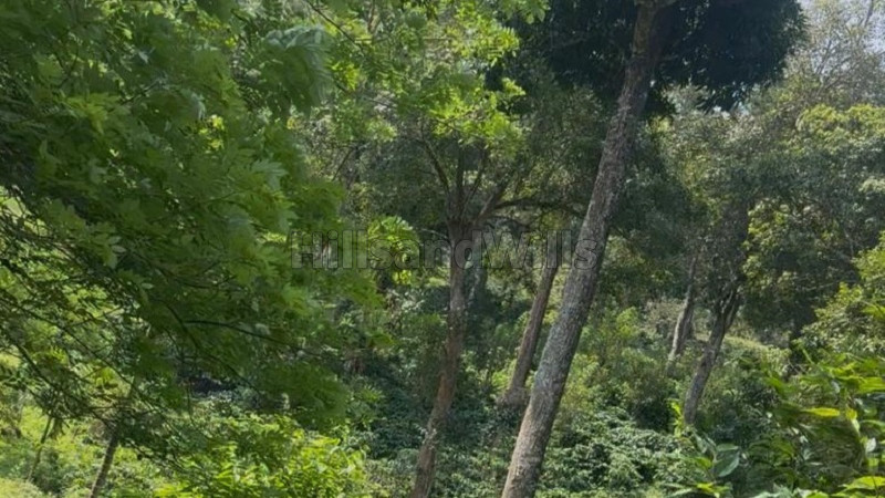 ₹5 Cr | 10.5 acres coffee estate for sale in kalpetta wayanad