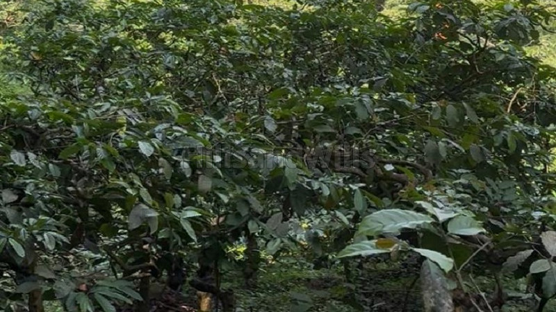 ₹5 Cr | 10.5 acres coffee estate for sale in kalpetta wayanad