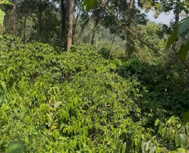 10.5 acres coffee estate for sale  in kalpetta wayanad