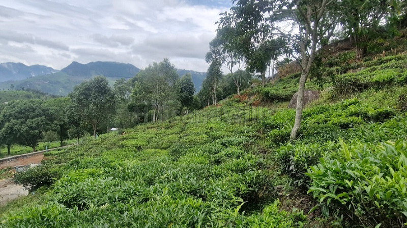₹49.50 Lac&nbsp;|&nbsp;21 cents  land for sale  in aravenu kotagiri