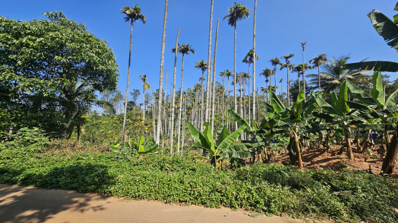 ₹15.12 Lac | 36 cents residential plot for sale in erumad -thaloor gudalur