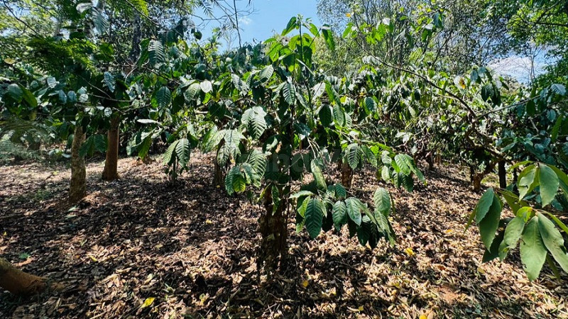 ₹98 Lac | 2.58 acres coffee estate for sale in vythiri taluk wayanad