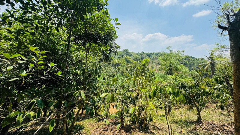 ₹98 Lac | 2.58 acres coffee estate for sale in vythiri taluk wayanad