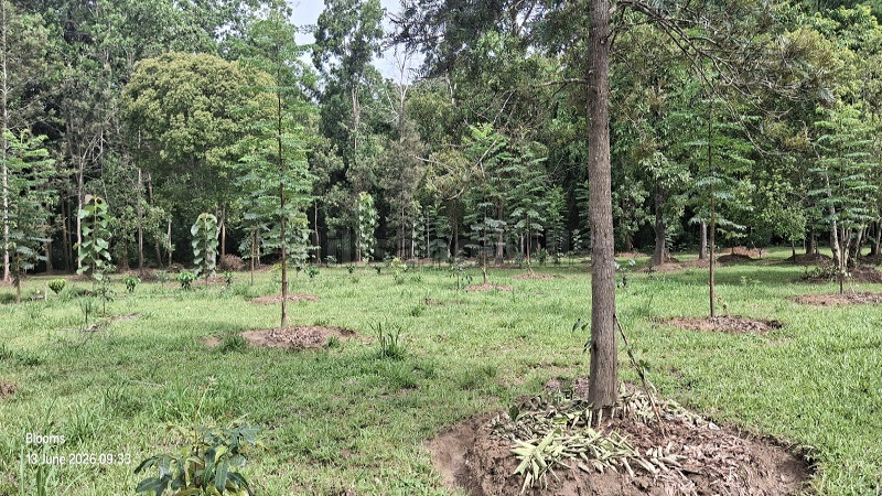 ₹12 Lac&nbsp;|&nbsp;20 cents  gated community villa plots for sale  in nadavayal wayanad