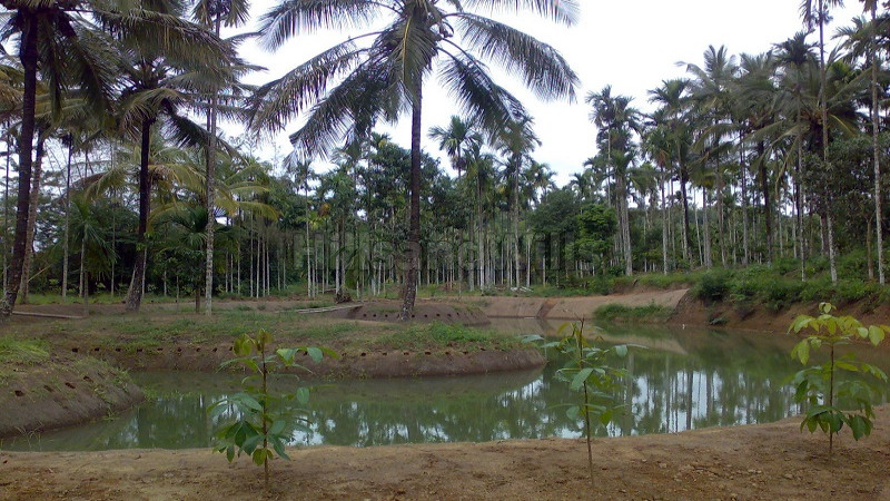 ₹12 Lac&nbsp;|&nbsp;20 cents  gated community villa plots for sale  in nadavayal wayanad