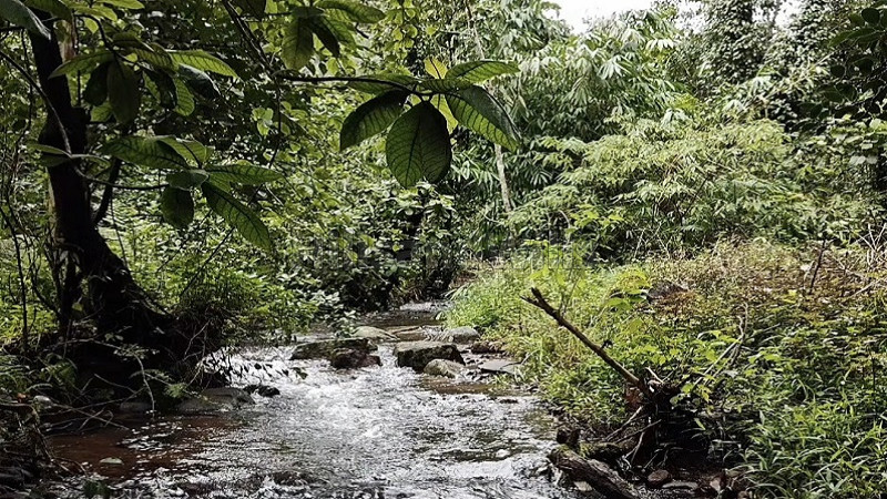 ₹1.48 Cr | 4 acres coffee estate for sale in madikeri coorg