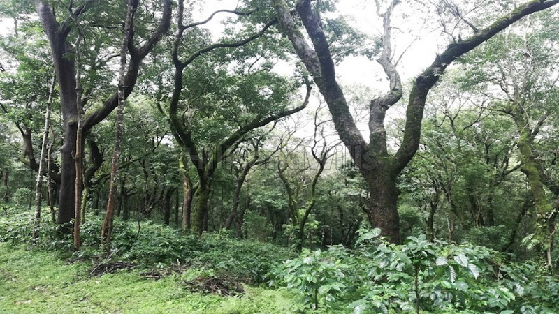 ₹1.48 Cr | 4 acres coffee estate for sale in madikeri coorg