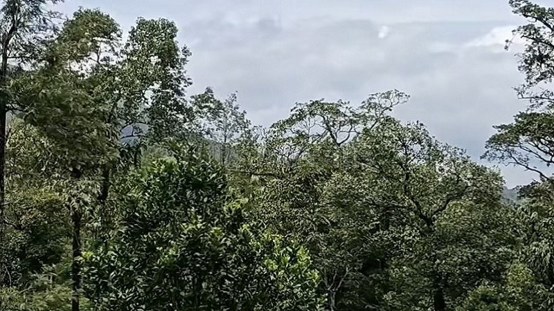 ₹1.48 Cr | 4 acres coffee estate for sale in madikeri coorg