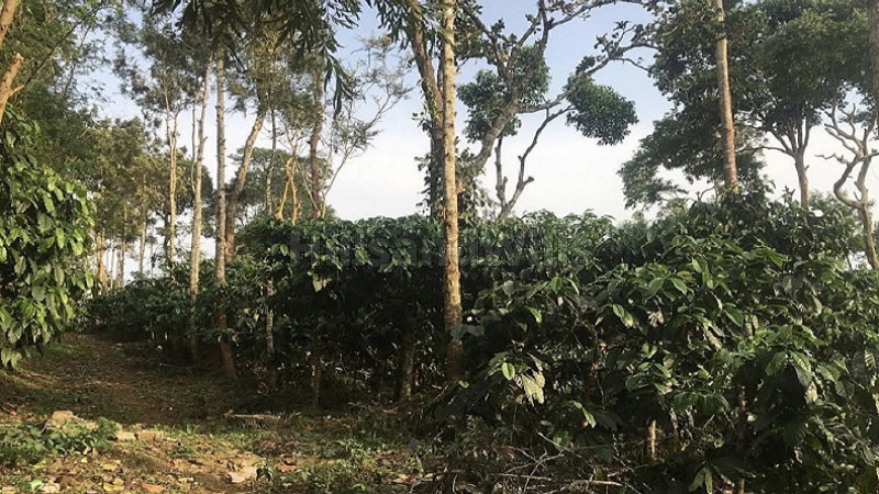₹1.48 Cr | 4 acres coffee estate for sale in madikeri coorg
