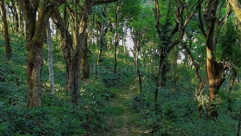 ₹1.48 Cr | 4 acres coffee estate for sale in madikeri coorg