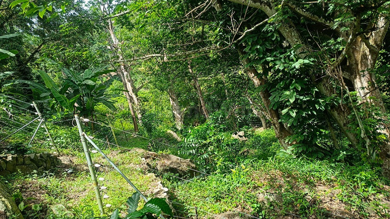 ₹42 Lac | 21 cents agriculture land for sale in vadakounji kodaikanal