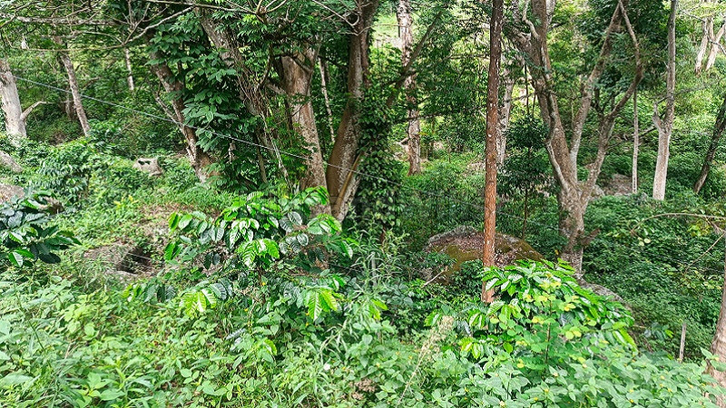 ₹42 Lac | 21 cents agriculture land for sale in vadakounji kodaikanal