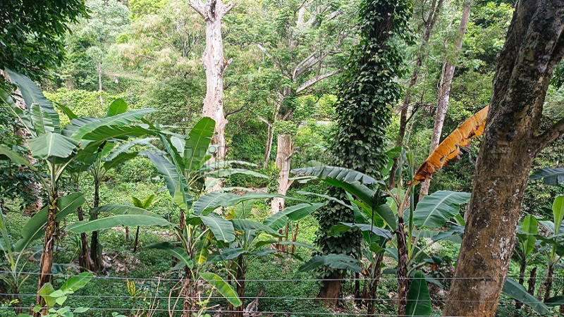 ₹42 Lac | 21 cents agriculture land for sale in vadakounji kodaikanal