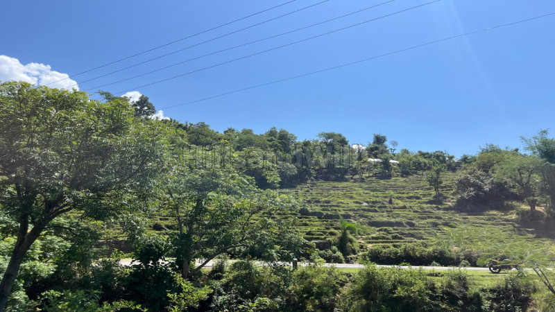 ₹6 Lac | 64 kanal agriculture land for sale in drini bhaler, near shahpur himachal pradesh