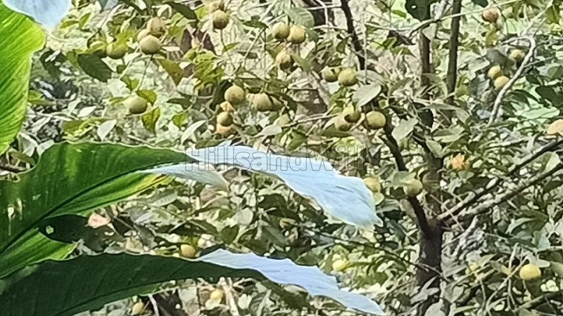 ₹39 Lac&nbsp;|&nbsp;1.28 acres  cardamom estate for sale  near anachal idukki