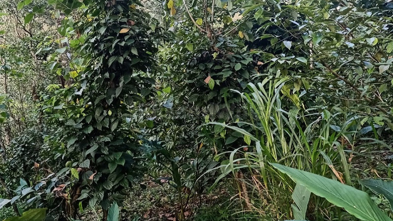 ₹39 Lac&nbsp;|&nbsp;1.28 acres  cardamom estate for sale  near anachal idukki