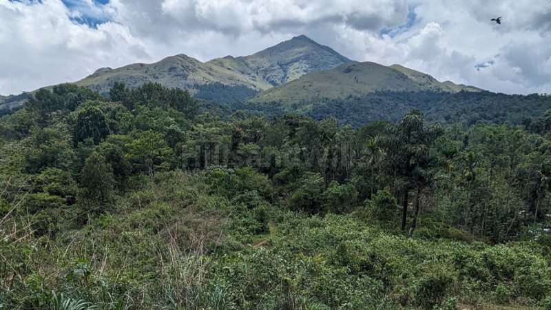 ₹1 Cr | 95 cents scenic view land for sale in padinjarathara wayanad