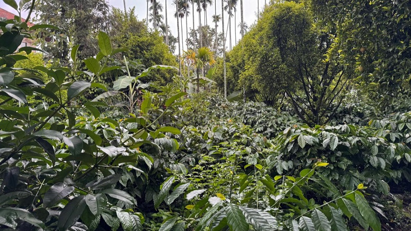 ₹12 Cr | 5bhk bungalow for sale in meenangadi town wayanad