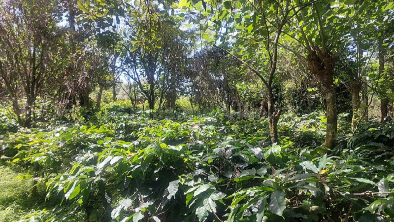 ₹48 Lac | 27 cents main road land for sale in thandikudi kodaikanal