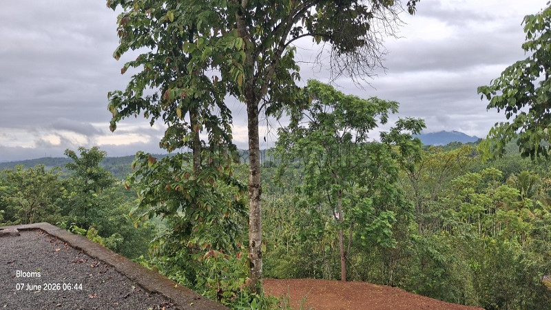 ₹15 Lac&nbsp;|&nbsp;25 cents  scenic view plot for sale  in nadavayal wayanad