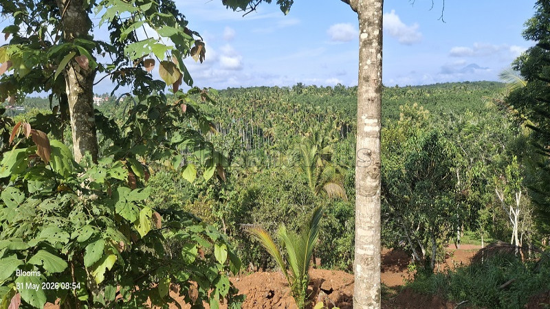 ₹15 Lac&nbsp;|&nbsp;25 cents  scenic view plot for sale  in nadavayal wayanad