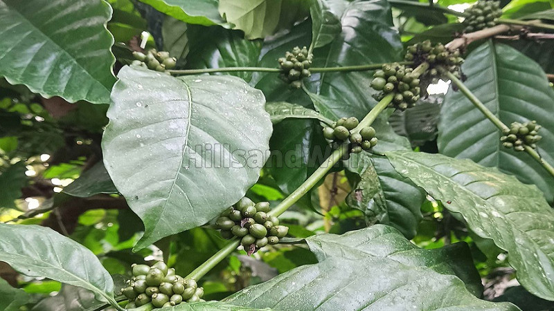 ₹1.60 Cr | 1 ares coffee estate for sale in puthurvayal gudalur