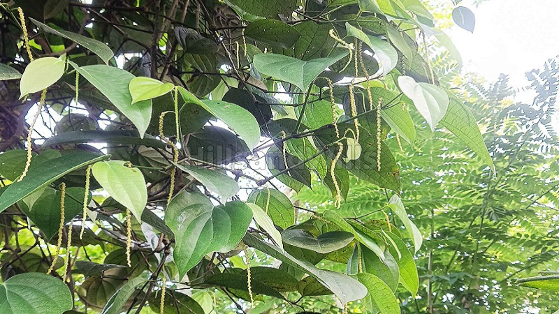 ₹1.60 Cr | 1 ares coffee estate for sale in puthurvayal gudalur
