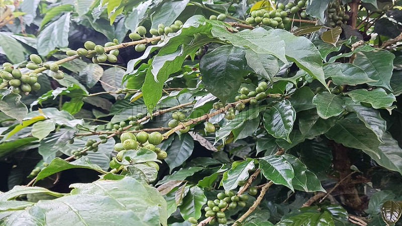 ₹1.60 Cr | 1 ares coffee estate for sale in puthurvayal gudalur