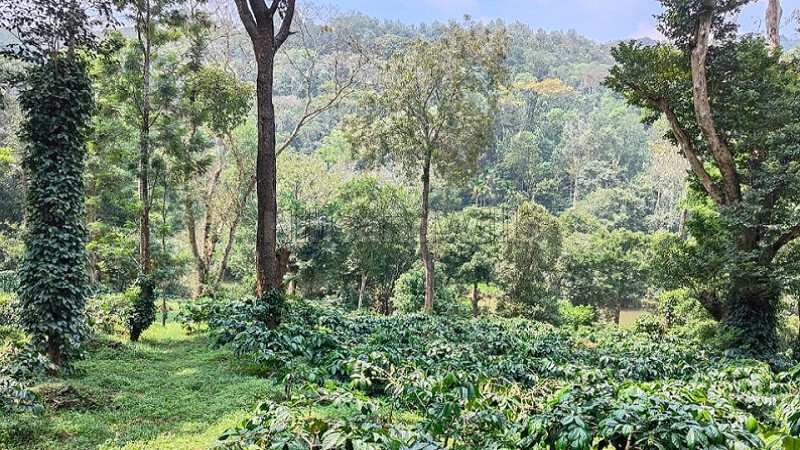 ₹16.80 Cr&nbsp;|&nbsp;40 acres  coffee estate for sale  in virajpet coorg