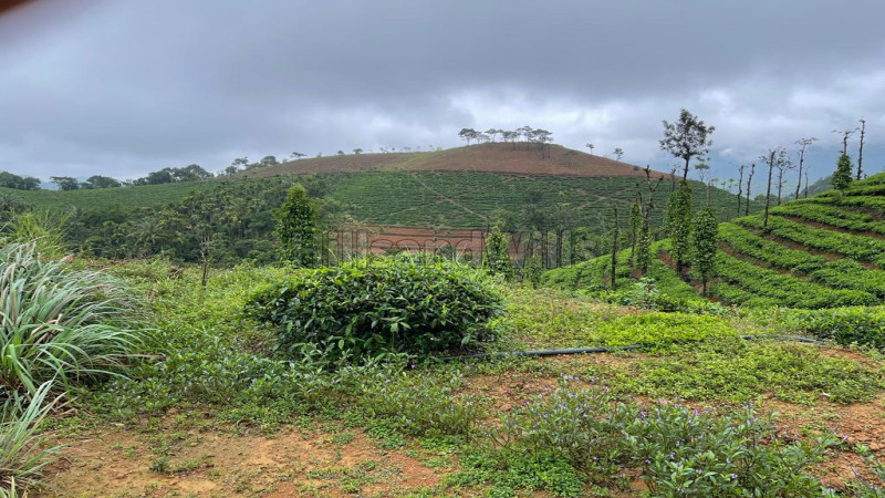 ₹25 Cr&nbsp;|&nbsp;23 acres tea estate for sale  in thonernad wayanad