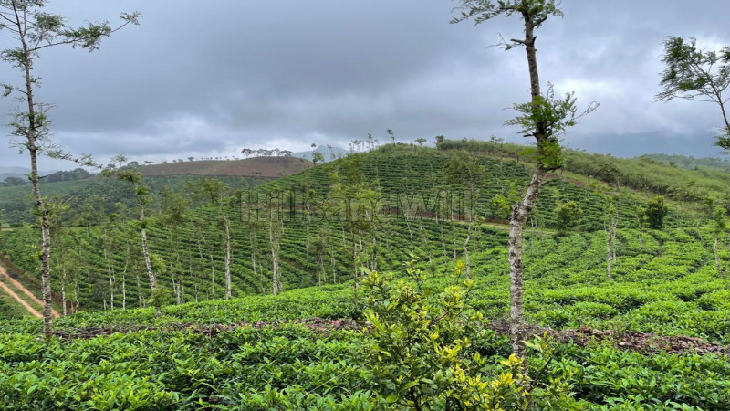₹25 Cr&nbsp;|&nbsp;23 acres tea estate for sale  in thonernad wayanad