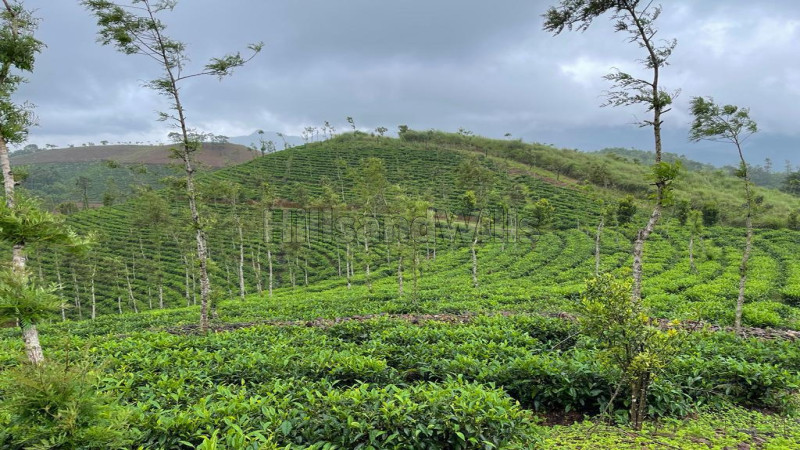 ₹25 Cr&nbsp;|&nbsp;23 acres tea estate for sale  in thonernad wayanad