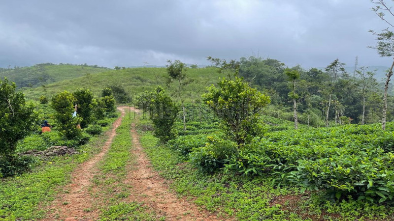 ₹25 Cr&nbsp;|&nbsp;23 acres tea estate for sale  in thonernad wayanad